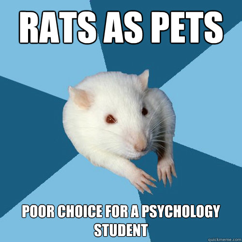 Rats as pets Poor choice for a psychology student  Psychology Major Rat