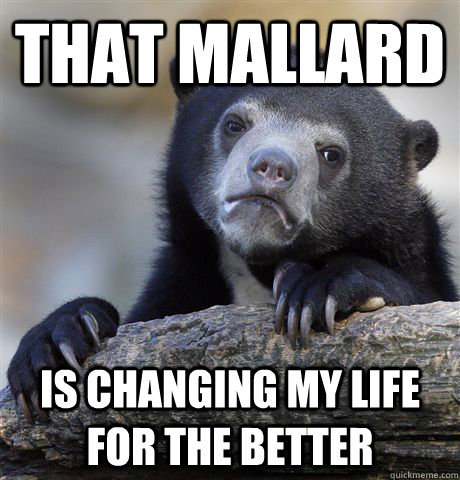 That mallard is changing my life for the better  Confession Bear