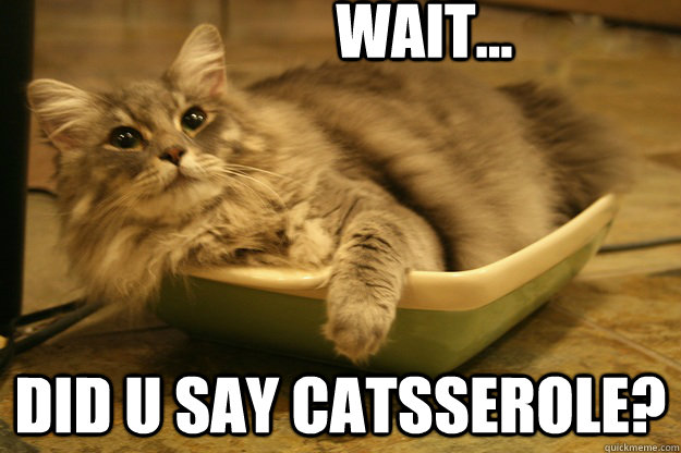 WAIT... Did u say catsserole? - WAIT... Did u say catsserole?  catsserole