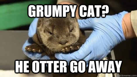 Grumpy Cat?  He otter go away - Grumpy Cat?  He otter go away  Misc