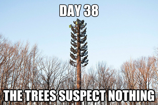 Day 38 The trees suspect nothing - Day 38 The trees suspect nothing  The Trees Suspect Nothing