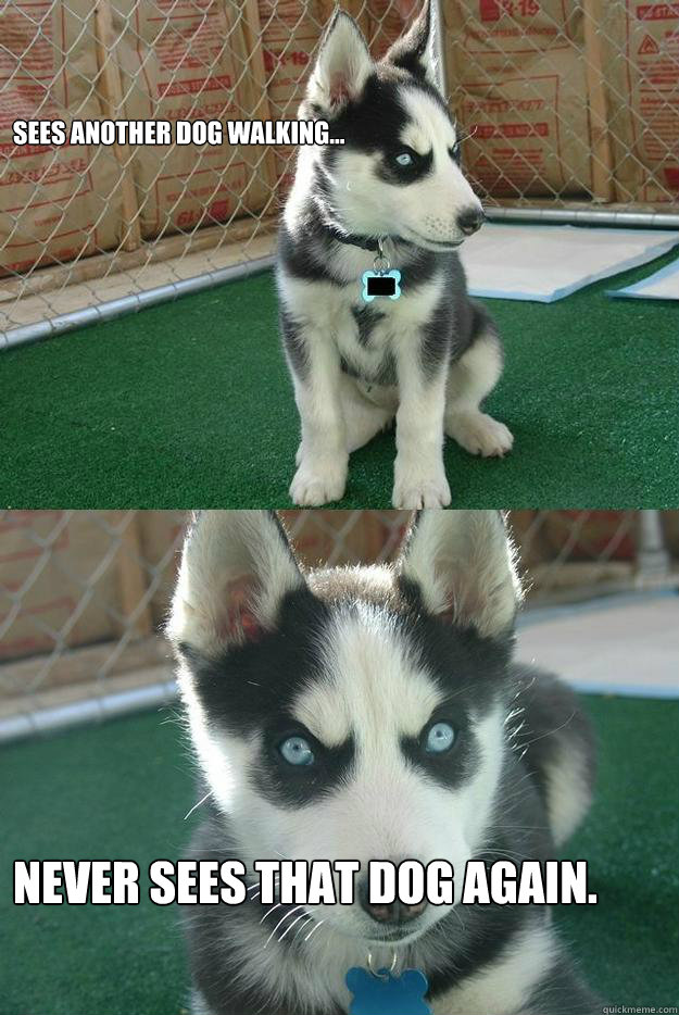 Sees another dog walking... Never sees that dog again.  Insanity puppy
