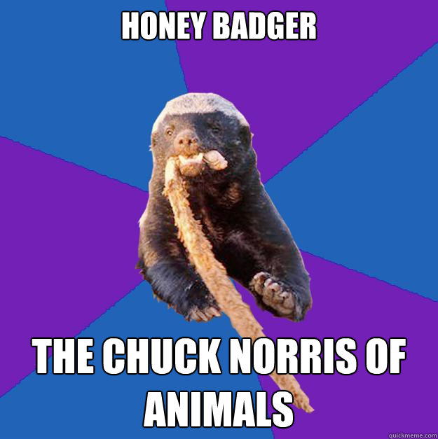 HONEY BADGER THE CHUCK NORRIS OF ANIMALS  Honey Badger Dont Care