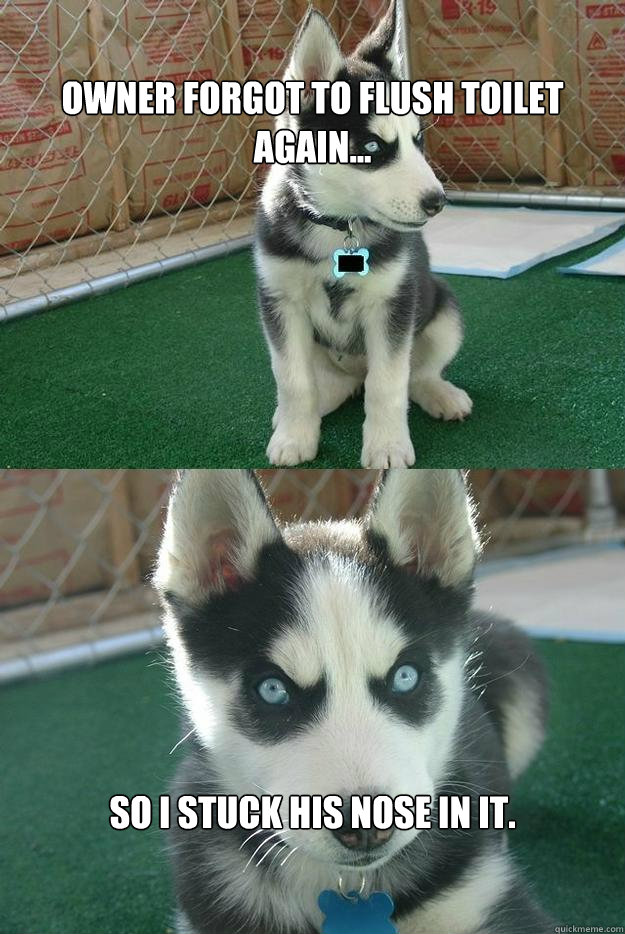 Owner forgot to flush toilet again... So I stuck his nose in it.  Insanity puppy