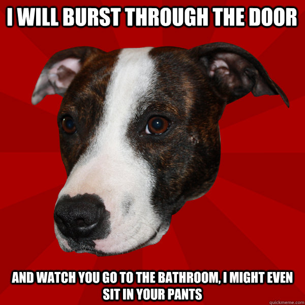 I will burst through the door and watch you go to the bathroom, I might even sit in your pants  Vicious Pitbull Meme