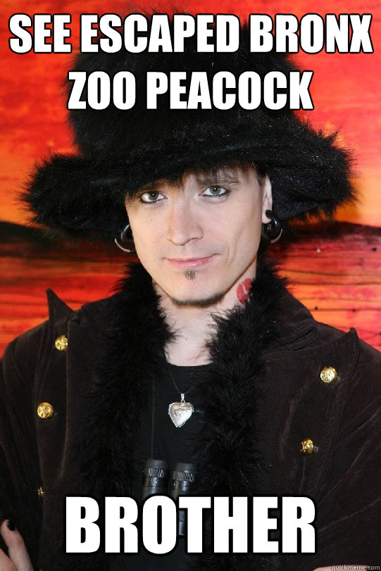 See escaped Bronx Zoo Peacock BROTHER  Lolgame