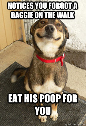Notices you forgot a baggie on the walk Eat his poop for you  Good Dog Greg