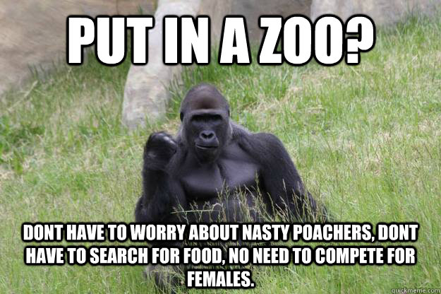 Put in a zoo? dont have to worry about nasty poachers, dont have to search for food, no need to compete for females. - Put in a zoo? dont have to worry about nasty poachers, dont have to search for food, no need to compete for females.  Success Gorilla