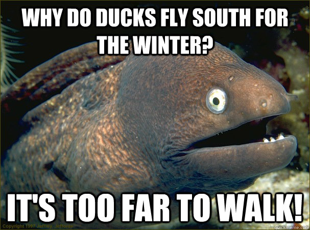 Why do ducks fly south for the winter? It's too far to walk!  Bad Joke Eel