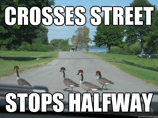 Crosses street Stops halfway  Scumbag Geese