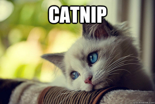 Catnip   First World Problems Cat