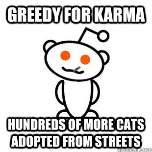 Greedy For Karma Hundreds of more Cats adopted from streets  Good Guy Redditor