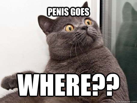 Penis goes WHERE?? - Penis goes WHERE??  conspiracy cat