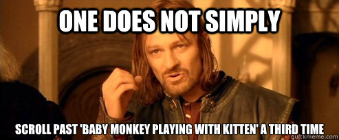 One does not simply scroll past 'baby monkey playing with kitten' a third time  One Does Not Simply