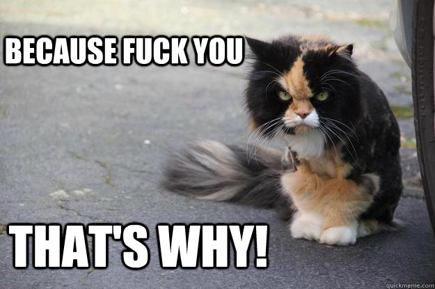 Because FUCK You that's why!  Angry Cat