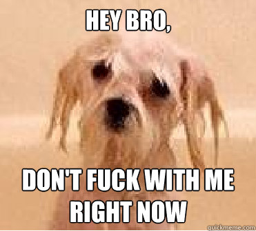 Hey Bro, DON'T FUCK WITH ME RIGHT NOW  Pissed off wet dog
