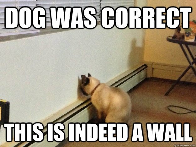 Dog was correct This is indeed a wall  Regretful Cat