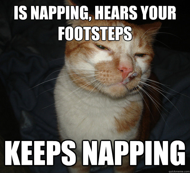 Is napping, hears your footsteps Keeps napping  Cool Cat Craig