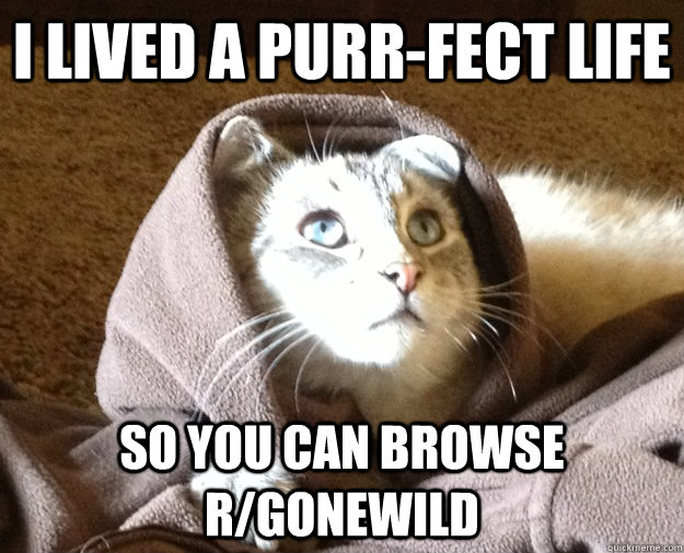 i lived a purr-fect life so you can browse r/gonewild  Kitty Jesus