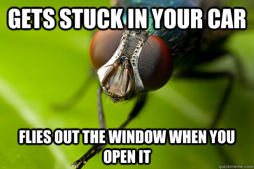 Gets stuck in your car Flies out the window when you open it - Gets stuck in your car Flies out the window when you open it  Good Guy Fly