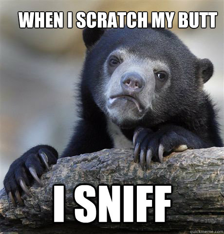 when i scratch my butt i sniff  Confession Bear