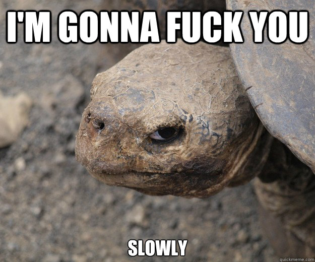 I'm gonna fuck you slowly - I'm gonna fuck you slowly  Insanity Tortoise