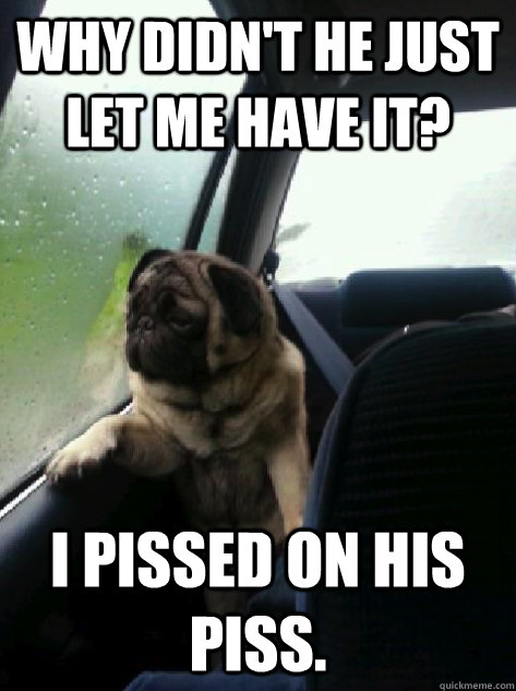 why didn't he just let me have it? i pissed on his piss.  Introspective Pug
