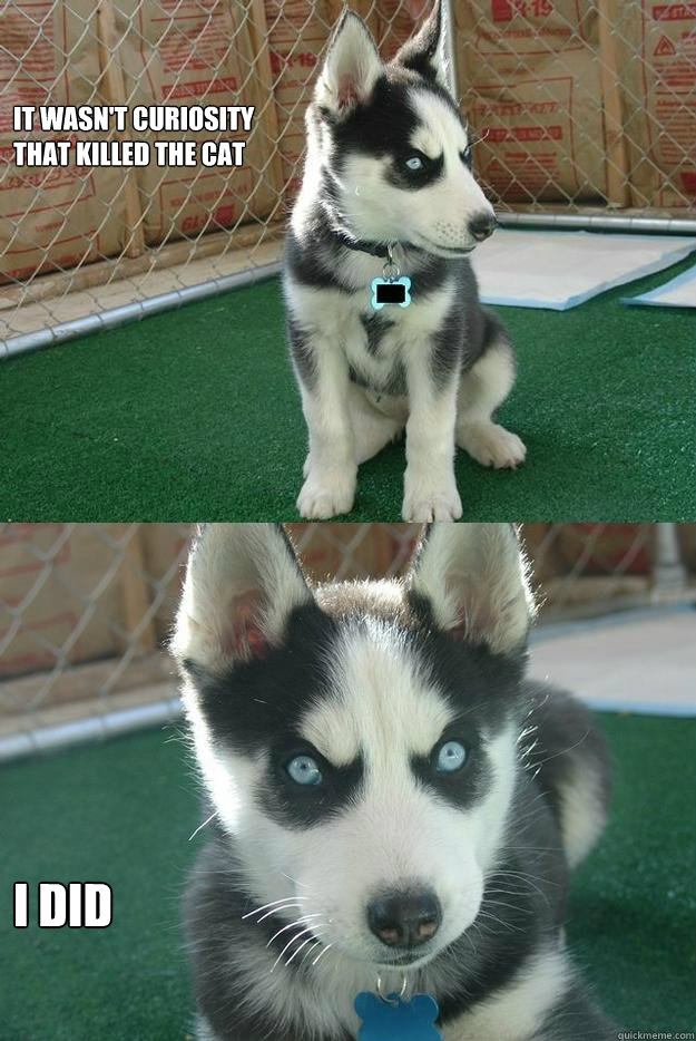 It wasn't curiosity 
that killed the cat I DID  Insanity puppy