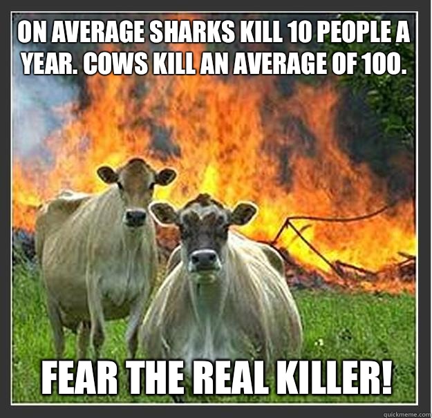 On average sharks kill 10 people a year. Cows kill an average of 1OO. Fear the real killer!  Evil cows