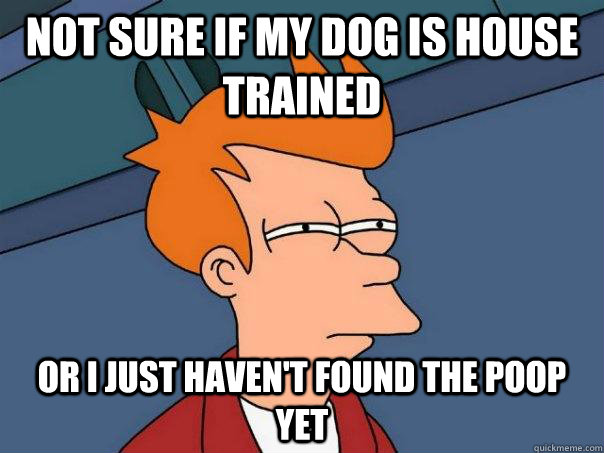 not sure if my dog is house trained Or i just haven't found the poop yet - not sure if my dog is house trained Or i just haven't found the poop yet  Futurama Fry