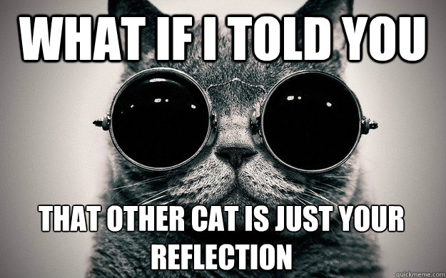 what if I told you That other cat is just your reflection  Morpheus Cat Facts