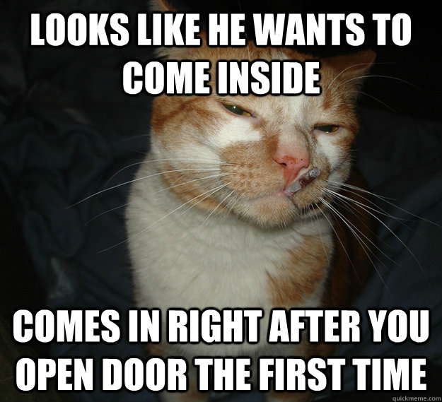 Looks like he wants to come inside Comes in right after you open door the first time  Cool Cat Craig