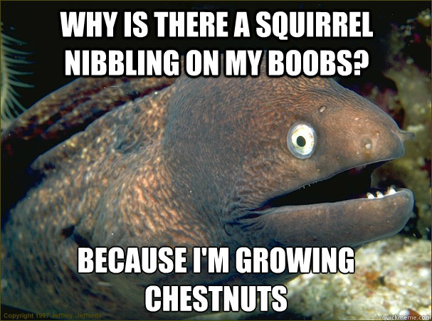 Why is there a squirrel nibbling on my boobs? Because I'm growing chestnuts - Why is there a squirrel nibbling on my boobs? Because I'm growing chestnuts  Bad Joke Eel