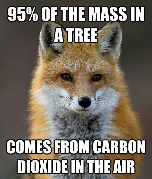 95% OF THE MASS IN A TREE COMES FROM CARBON DIOXIDE IN THE AIR  Fun Fact Fox