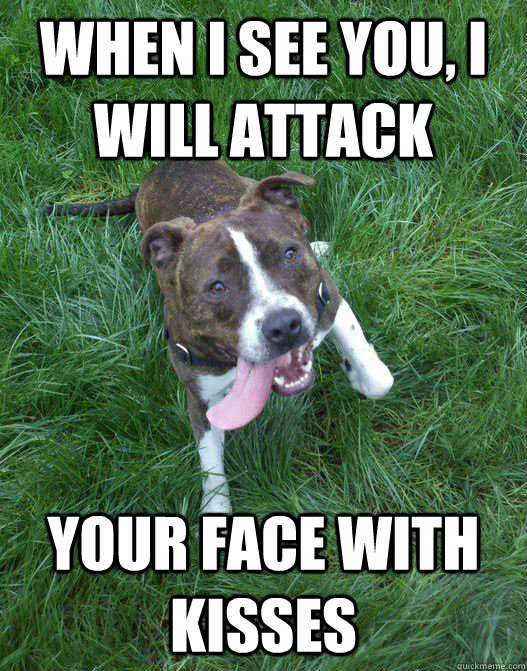 When I see you, I will attack Your face with Kisses  Pit bull Attack