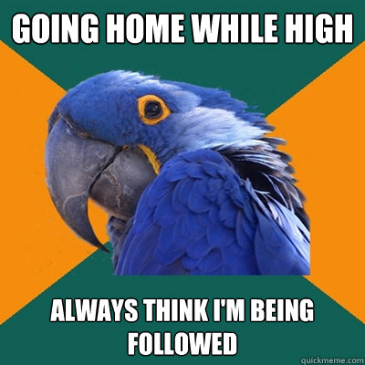 Going home while high always think i'm being followed  Paranoid Parrot