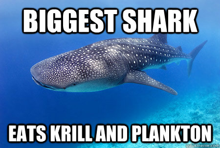 Biggest shark Eats krill and plankton - Biggest shark Eats krill and plankton  Good Guy Whale Shark