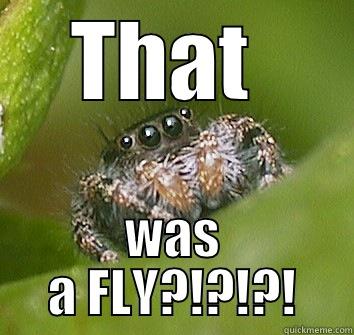 THAT  WAS A FLY?!?!?! Misunderstood Spider