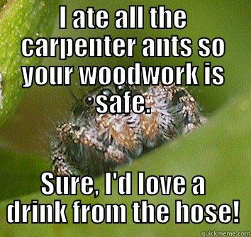 I ate all the carpenter ants  - SO YOUR WOODWORK IS SAFE. SURE, I'D LOVE A DRINK FROM THE HOSE! Misunderstood Spider