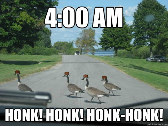 4:00 AM honk! honk! honk-honk!  Scumbag Geese