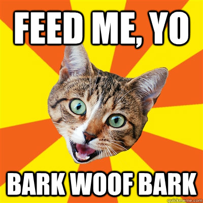 Feed me, yo bark woof bark  Bad Advice Cat