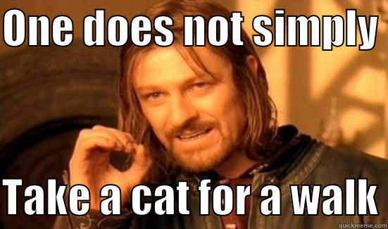Catwalk kitty - ONE DOES NOT SIMPLY   TAKE A CAT FOR A WALK Boromir