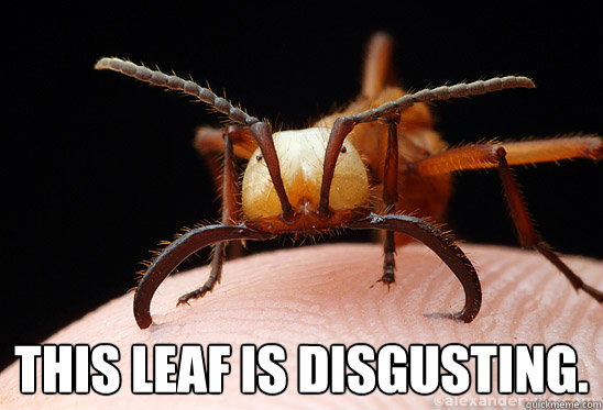 This leaf is disgusting. - This leaf is disgusting.  Confused Ant