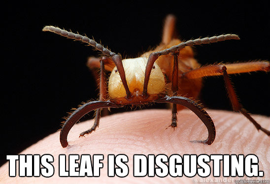 This leaf is disgusting.  Confused Ant