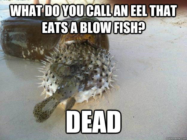 What do you call an eel that eats a blow fish? dead - What do you call an eel that eats a blow fish? dead  Bad Anti-Joke Eel