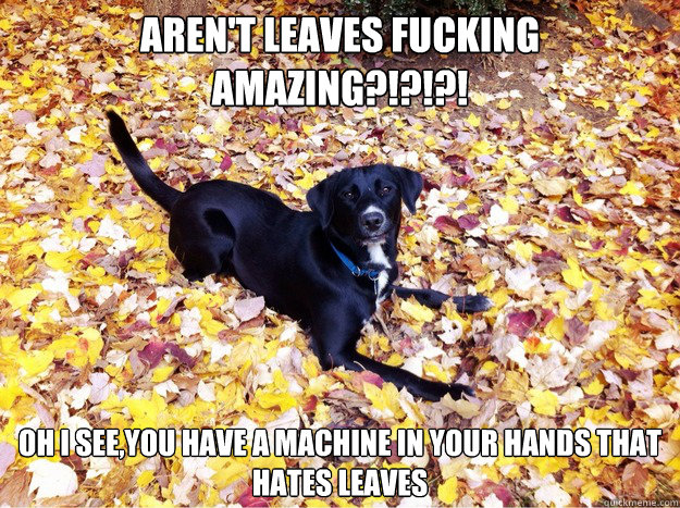 Aren't leaves fucking amazing?!?!?! Oh I see,you have a machine in your hands that hates leaves  Guilt Giving Good Dog