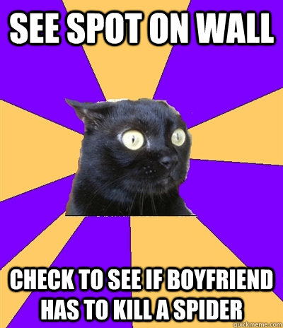 See spot on wall Check to see if boyfriend has to kill a spider  Anxiety Cat