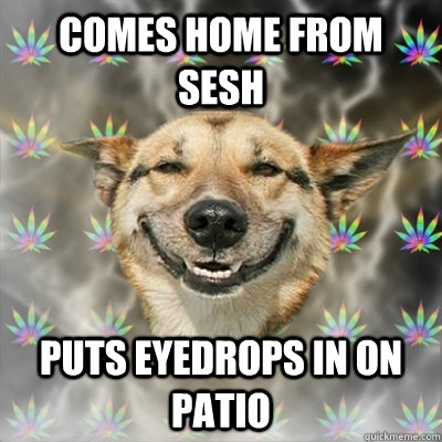 comes home from sesh puts eyedrops in on patio    Stoner Dog