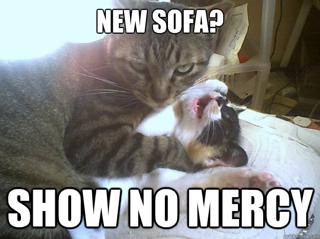 New Sofa? Show no mercy - New Sofa? Show no mercy  Evil Cat