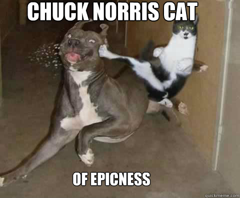 Chuck norris cat
 of epicness
 - Chuck norris cat
 of epicness
  CHUCK NORRIS CAT YEAH